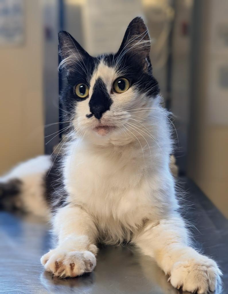 Bucky, Adoptable, Adult Male Domestic Medium Hair.