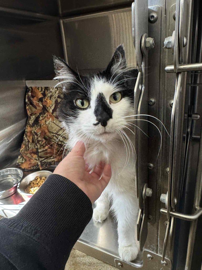 Enlarge Bucky, a Adoptable mixed breed in Grand Forks, ND image 2/6