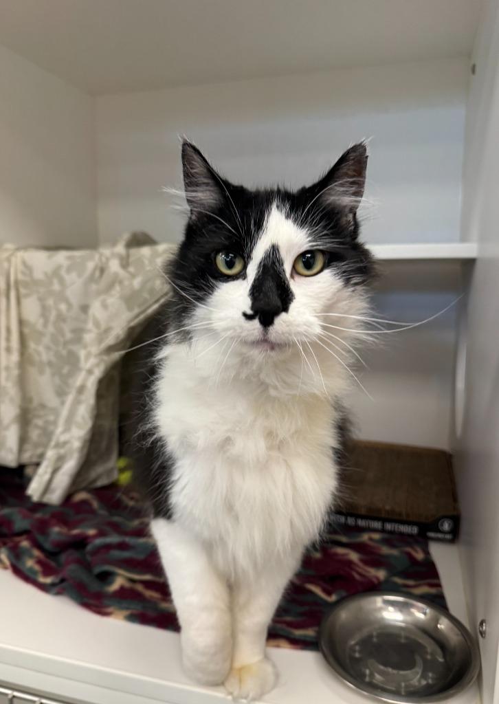 Enlarge Bucky, a Adoptable mixed breed in Grand Forks, ND image 4/6