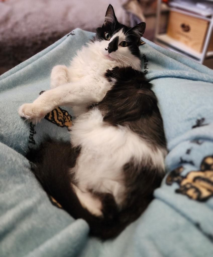 Enlarge Bucky - In Foster, a Adoptable mixed breed in Grand Forks, ND image 4/6