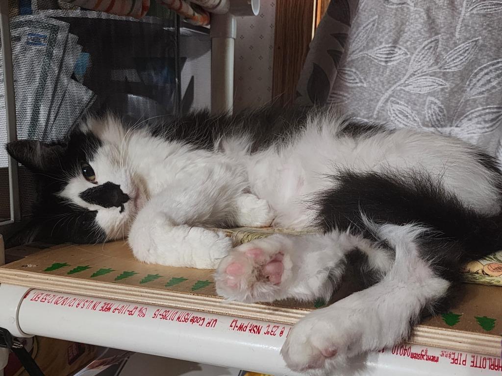 Enlarge Bucky - In Foster, a Adoptable mixed breed in Grand Forks, ND image 5/6