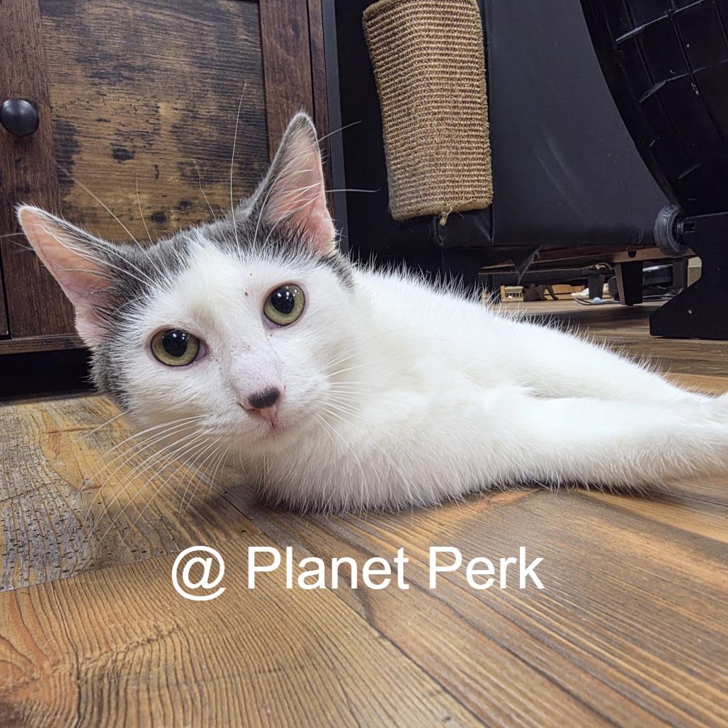 Toby, Adoptable, Young Male Domestic Short Hair.