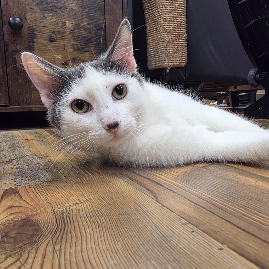 Enlarge Toby, a Adoptable Domestic Short Hair in Oshkosh, WI image 2/3