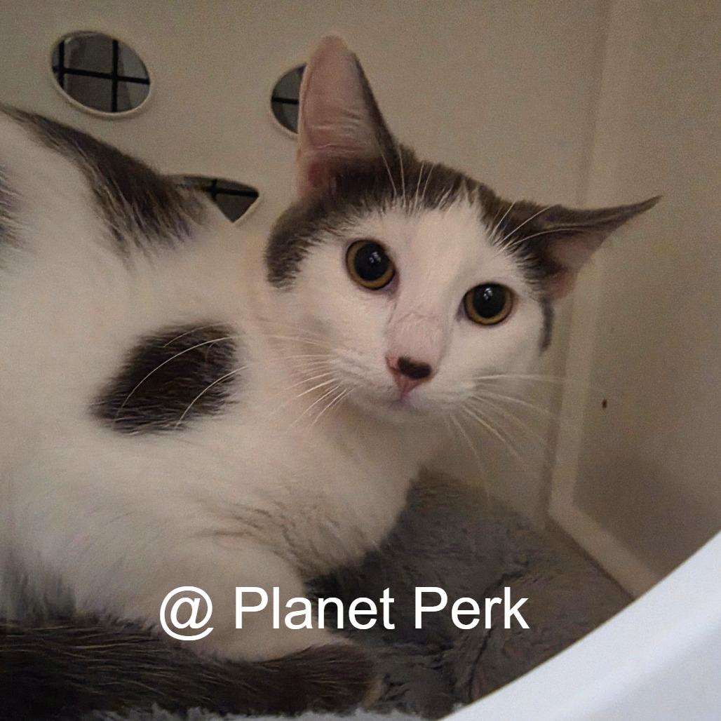 Enlarge Toby, a Adoptable Domestic Short Hair in Oshkosh, WI image 3/3