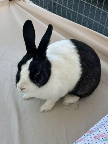 MOONPIE, a Adoptable Dutch in San Clemente, CA image 1/5