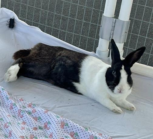 MOONPIE, a Adoptable Dutch in San Clemente, CA image 5/5