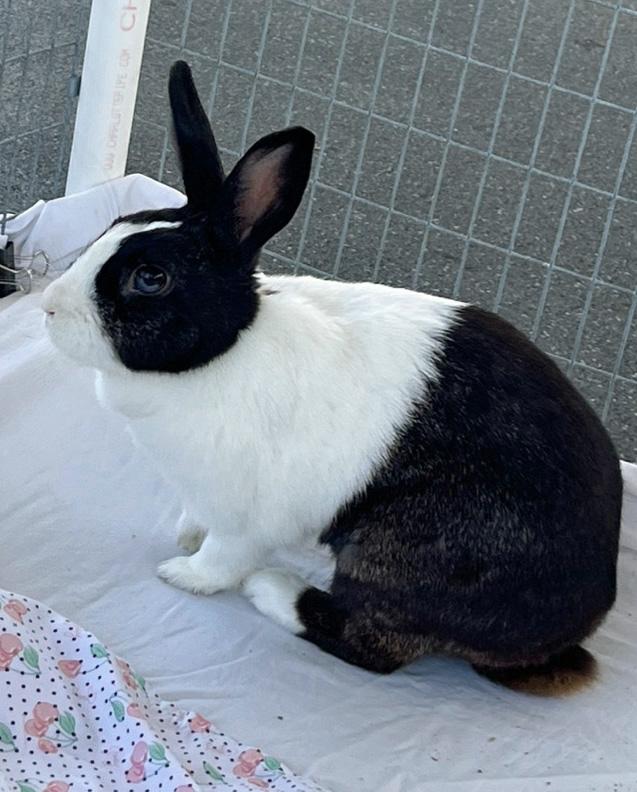 MOONPIE, a Adoptable Dutch in San Clemente, CA image 4/5