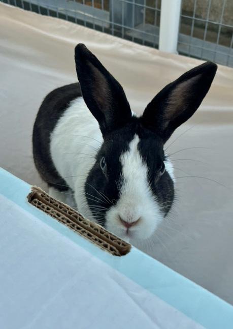 MOONPIE, a Adoptable Dutch in San Clemente, CA image 2/5