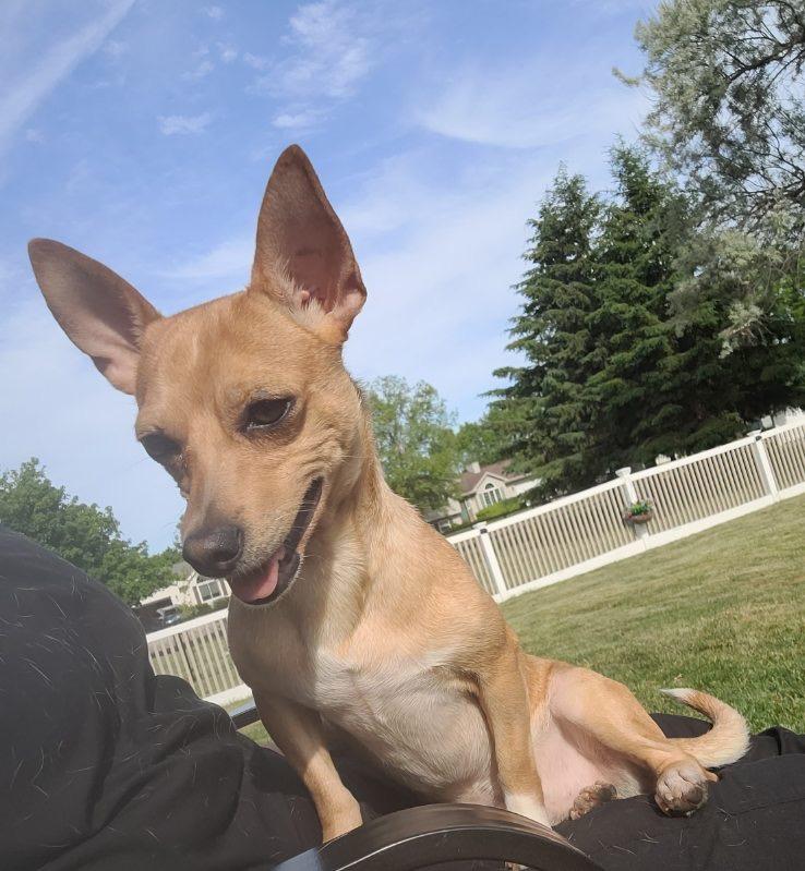 Osby, Adoptable, Puppy Male Chihuahua.