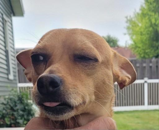 Osby, a Adoptable Chihuahua in Bristol, WI image 2/6