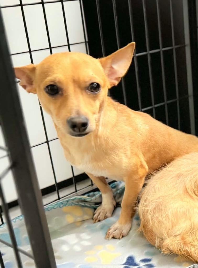 Osby, a Adoptable Chihuahua in Bristol, WI image 3/6
