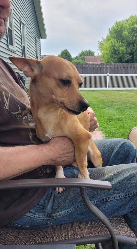 Osby, a Adoptable Chihuahua in Bristol, WI image 4/6