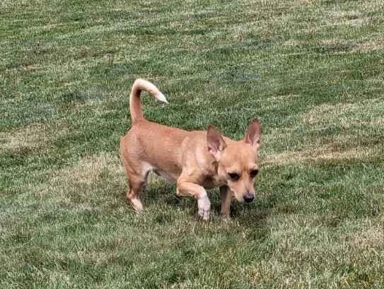 Osby, a Adoptable Chihuahua in Bristol, WI image 5/6