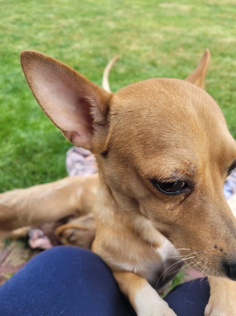 Osby, a Adoptable Chihuahua in Bristol, WI image 6/6