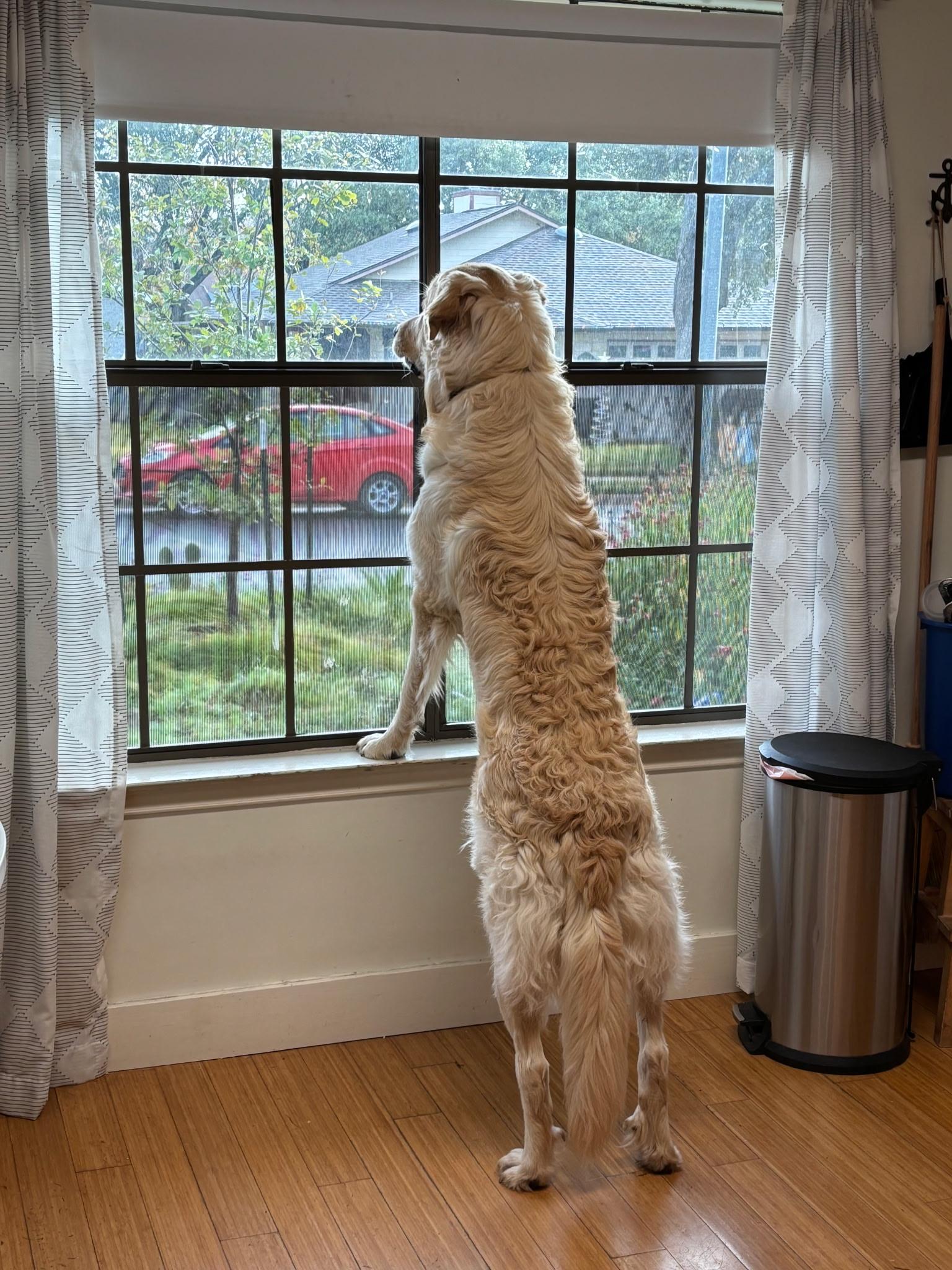 Chewie, a Adoptable mixed breed in Bellingham, WA image 3/6