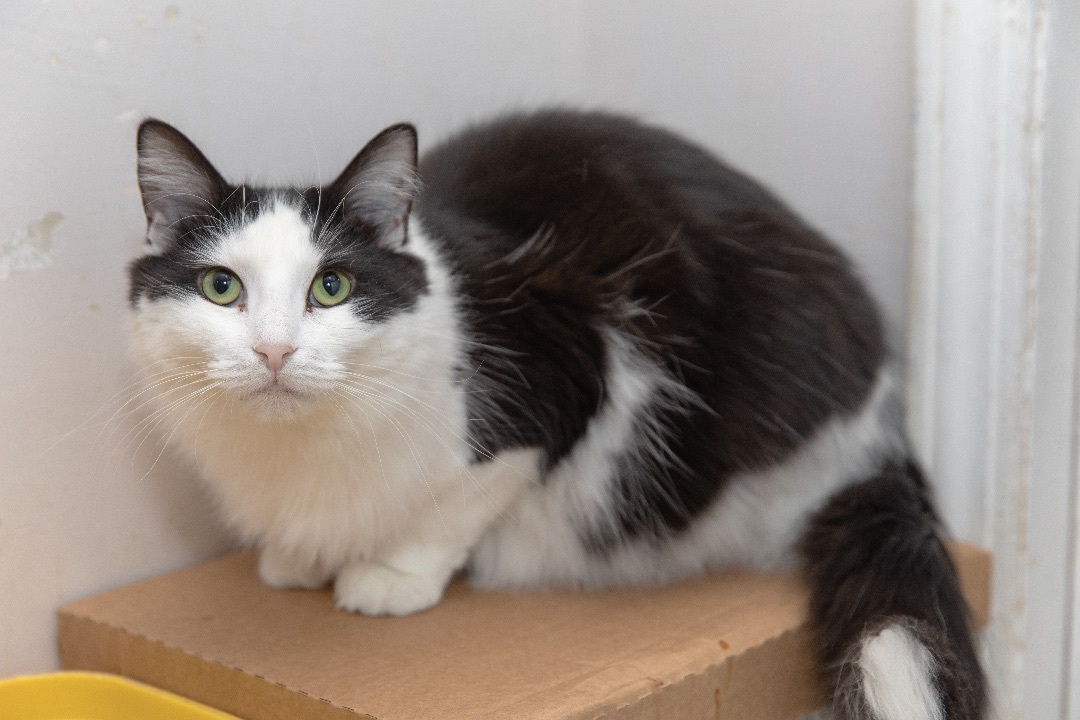 Cleo, a Adoptable Siberian in Chicago, IL image 1/2