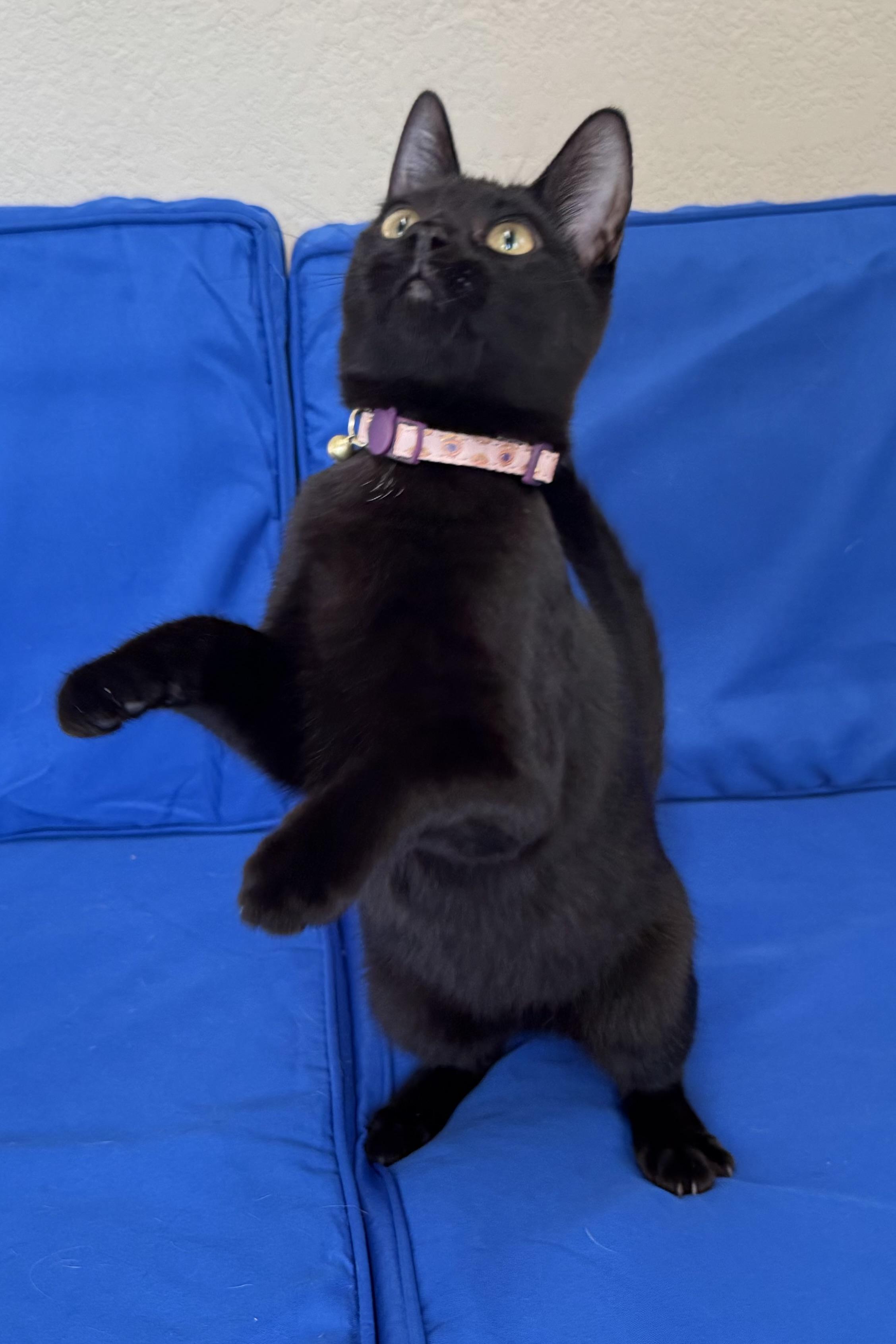 Trixie, Adoptable, Young Female Domestic Short Hair.