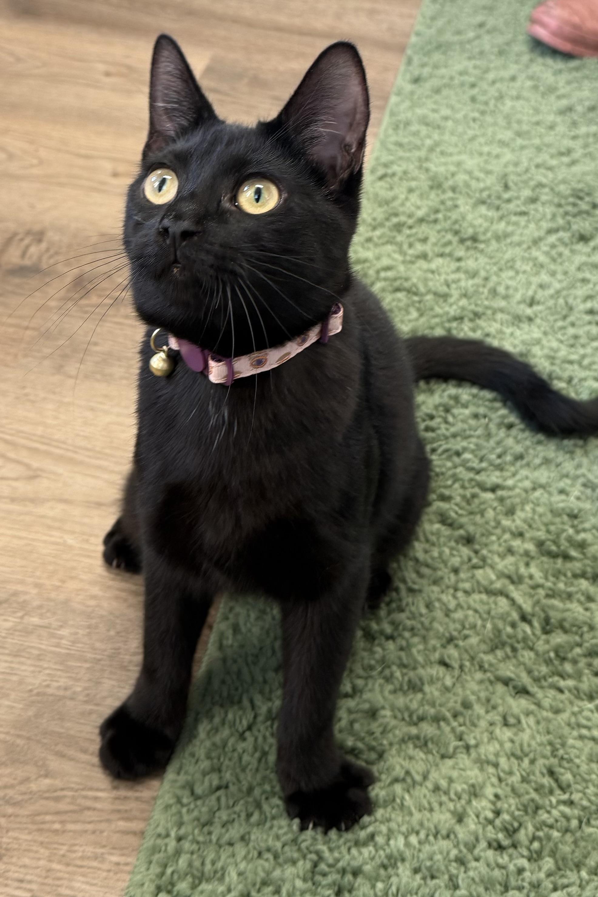 Enlarge Trixie, a Adoptable Domestic Short Hair in Plant City, FL image 2/3