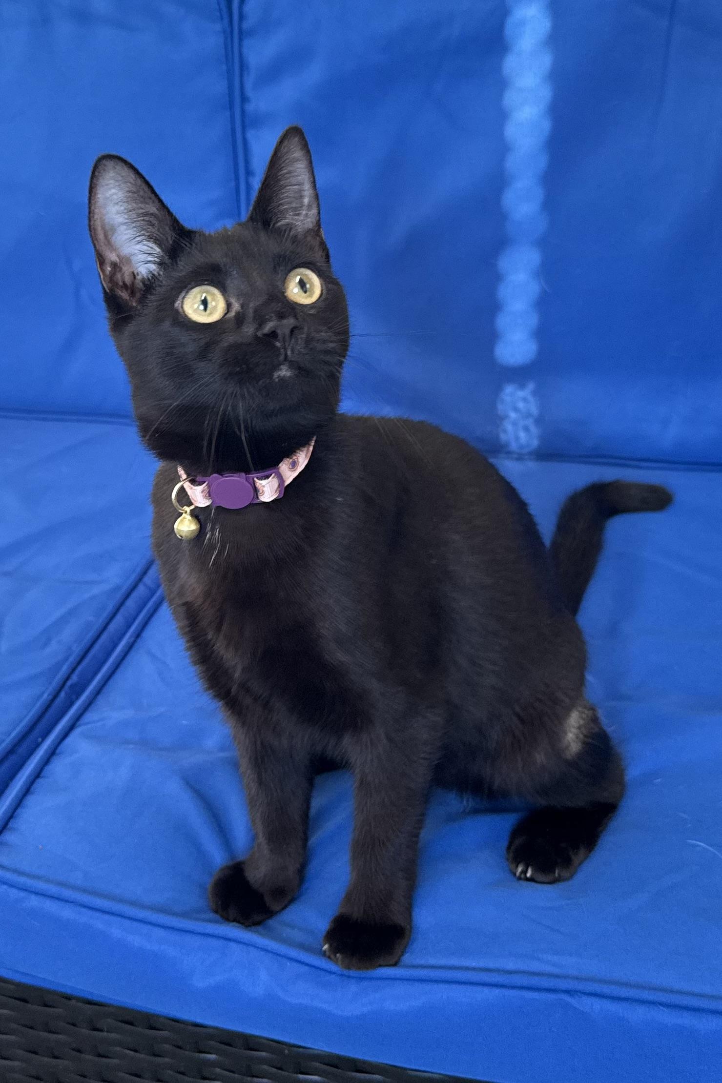Enlarge Trixie, a Adoptable Domestic Short Hair in Plant City, FL image 3/3
