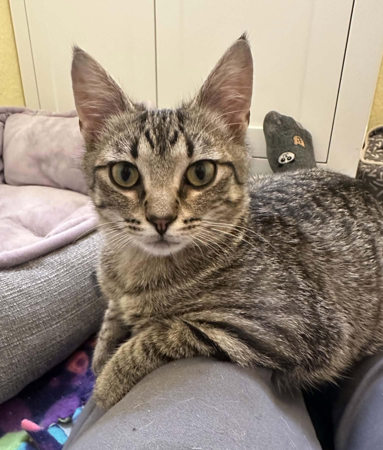 Comet, Adopted, Kitten Male Domestic Short Hair.