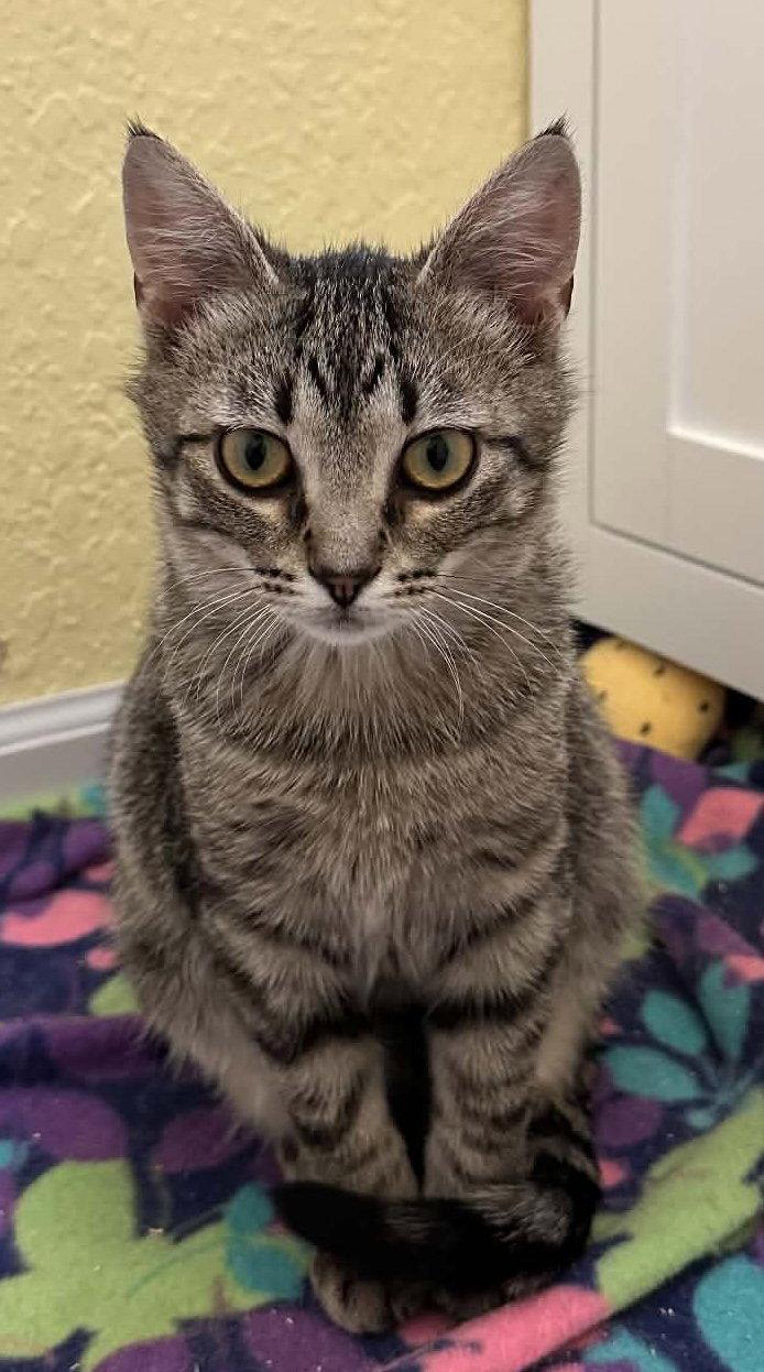 Comet, a Adopted Domestic Short Hair in Champaign, IL image 3/3