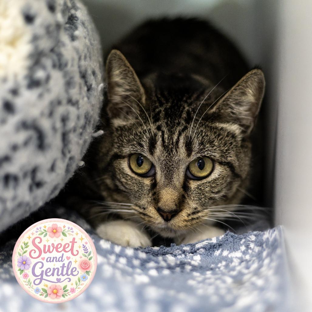 Superwoman, Adoptable, Adult Female Domestic Short Hair.