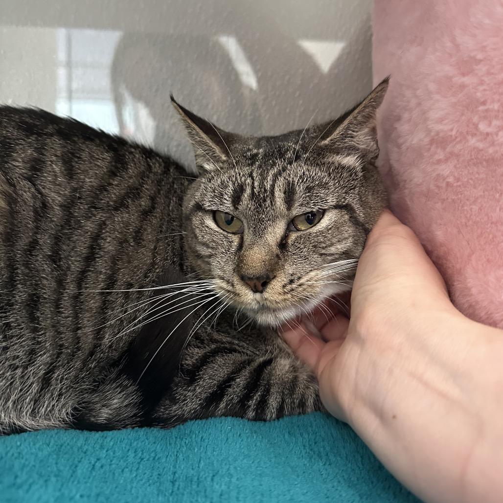 Enlarge Superwoman, a Adoptable Domestic Short Hair in Jupiter, FL image 2/6