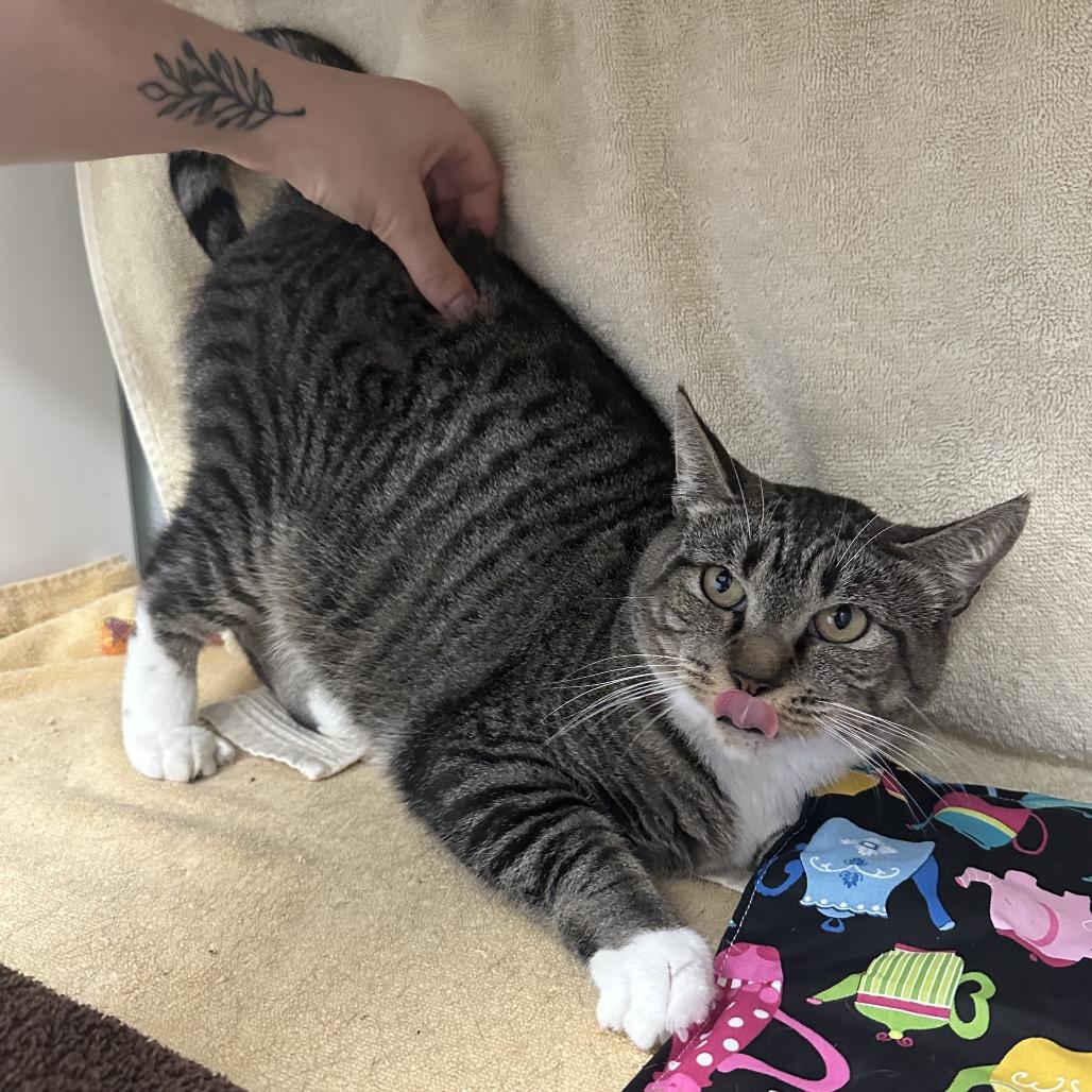 Enlarge Superwoman, a Adoptable Domestic Short Hair in Jupiter, FL image 3/6