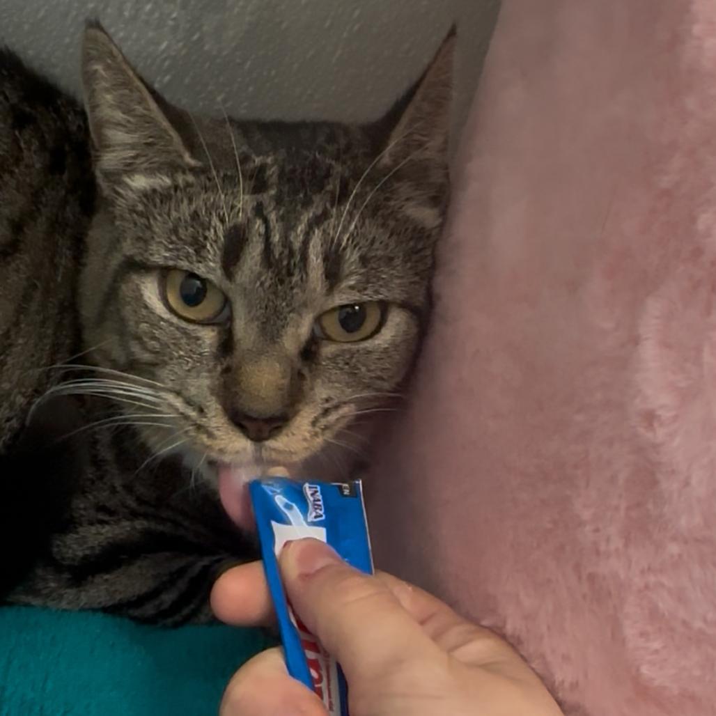 Enlarge Superwoman, a Adoptable Domestic Short Hair in Jupiter, FL image 4/6