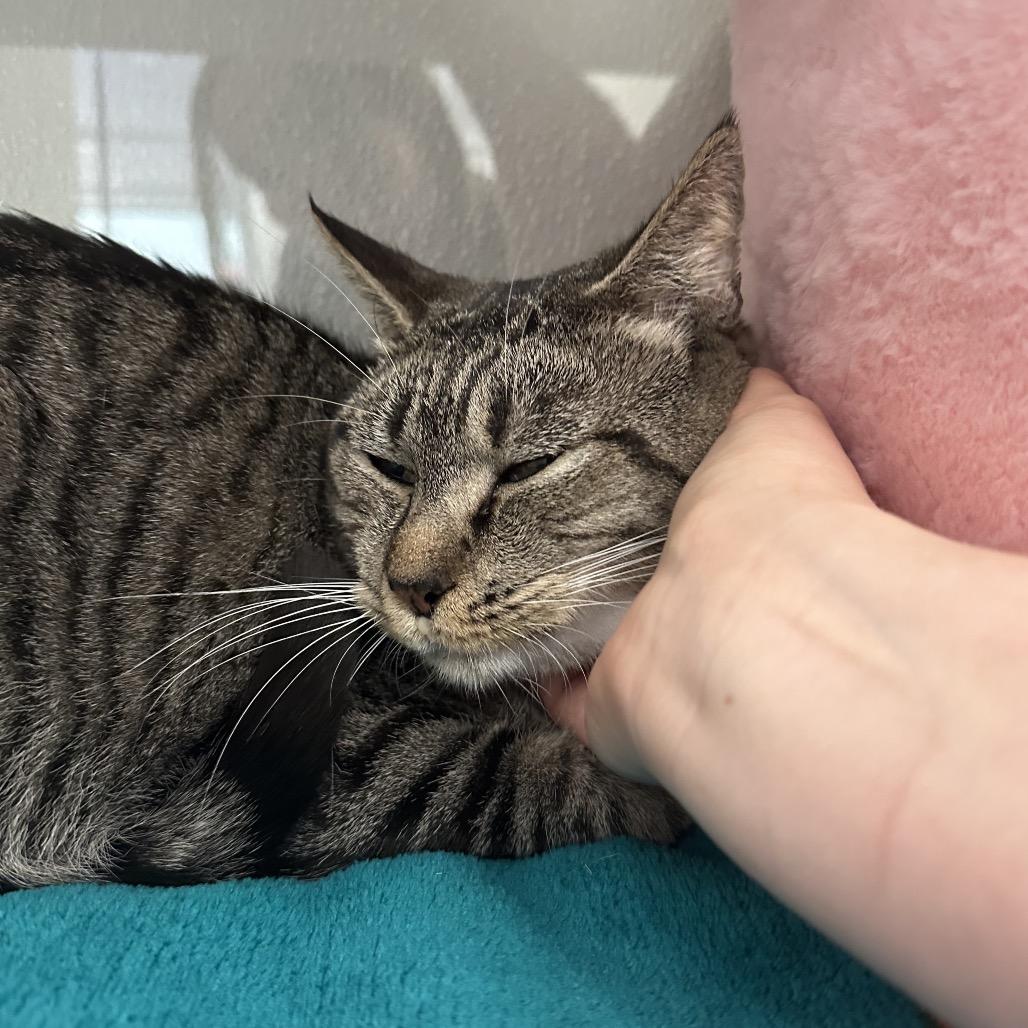 Enlarge Superwoman, a Adoptable Domestic Short Hair in Jupiter, FL image 6/6