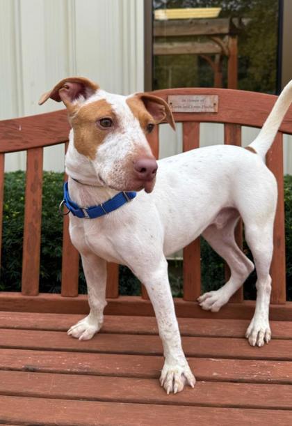 Enlarge Fenny, a ADOPTABLE mixed breed in Quincy, IL image 1/1