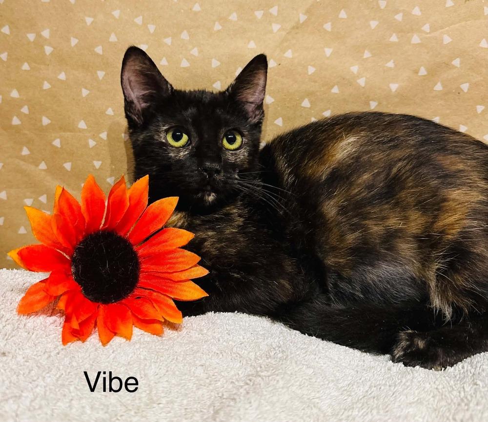 Vibe, Adoptable, Kitten Female Domestic Short Hair.