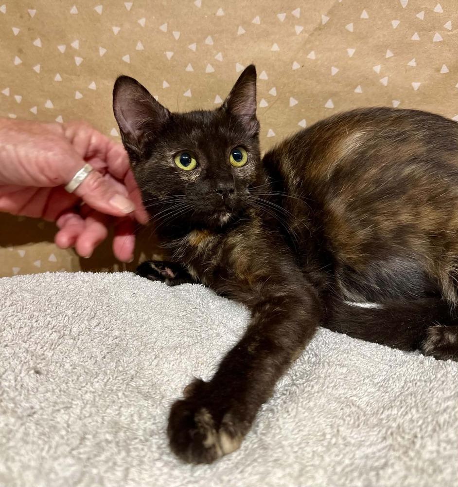 Enlarge Vibe, a Adoptable mixed breed in Groveland, MA image 2/3