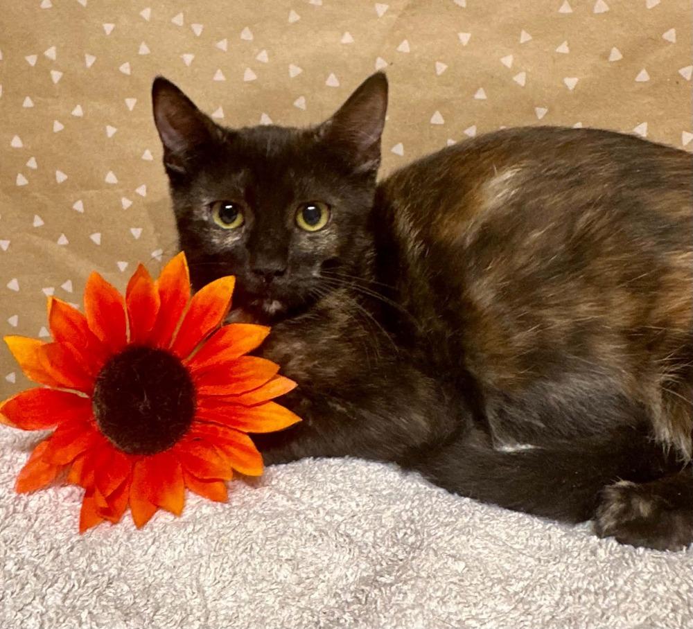 Enlarge Vibe, a Adoptable mixed breed in Groveland, MA image 3/3