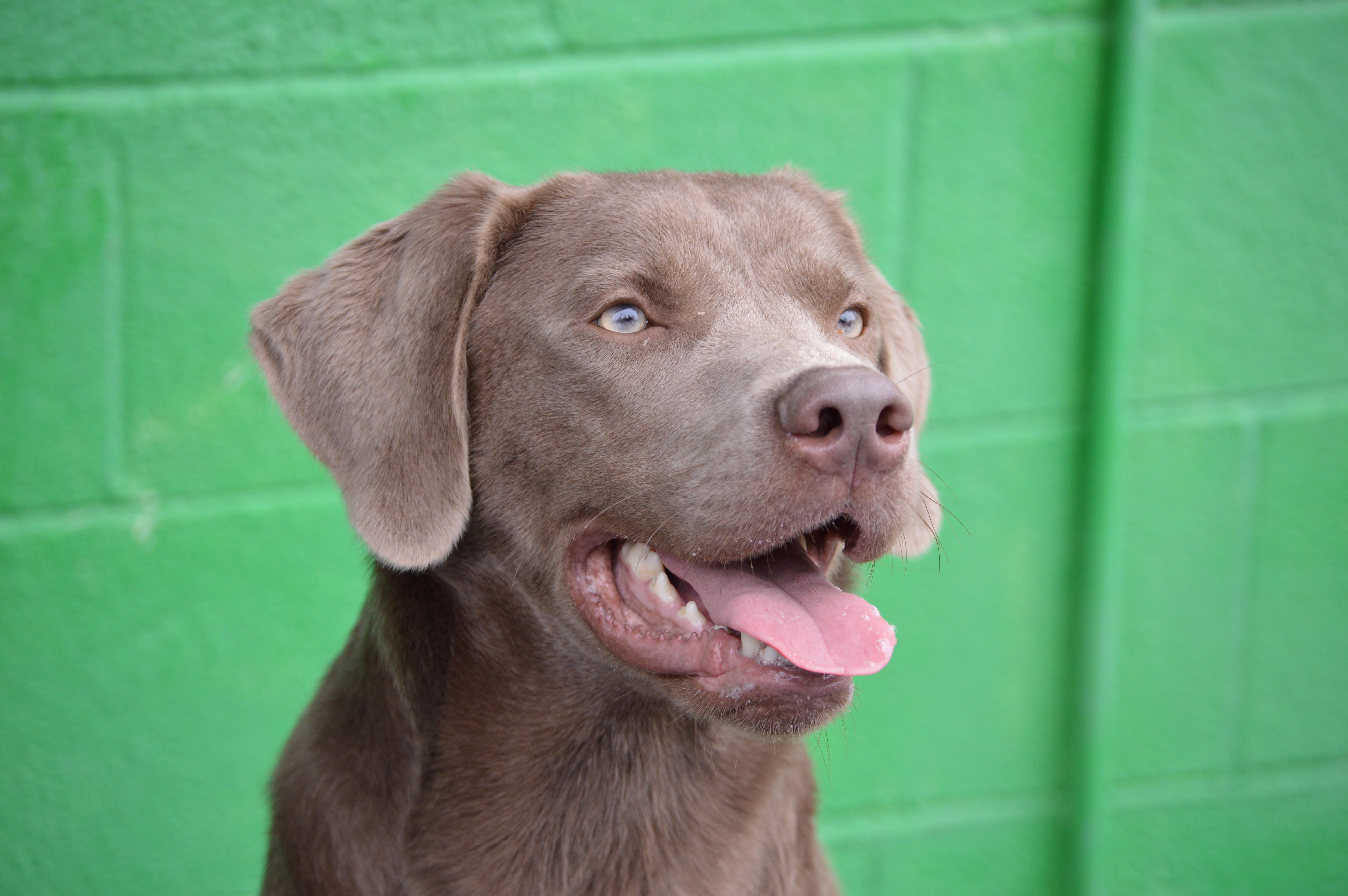 Enlarge Trout, a ADOPTABLE mixed breed in Port Washington, NY image 1/5