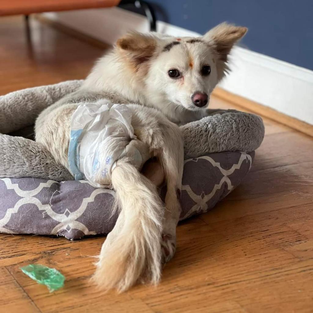 Dolly, Adoptable, Adult Female Pomeranian.