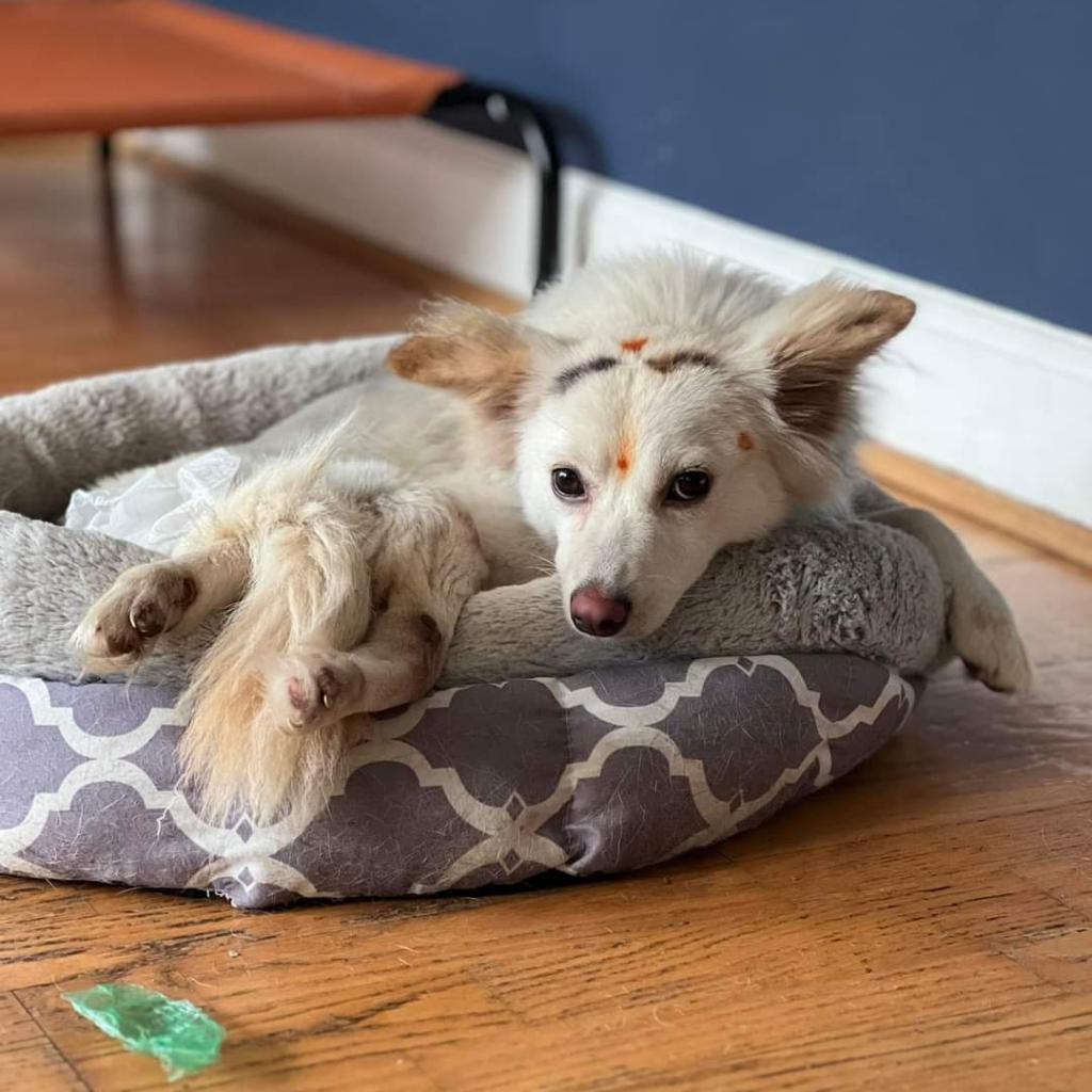 Dolly, a Adoptable Pomeranian in Jacksonville, FL image 5/5