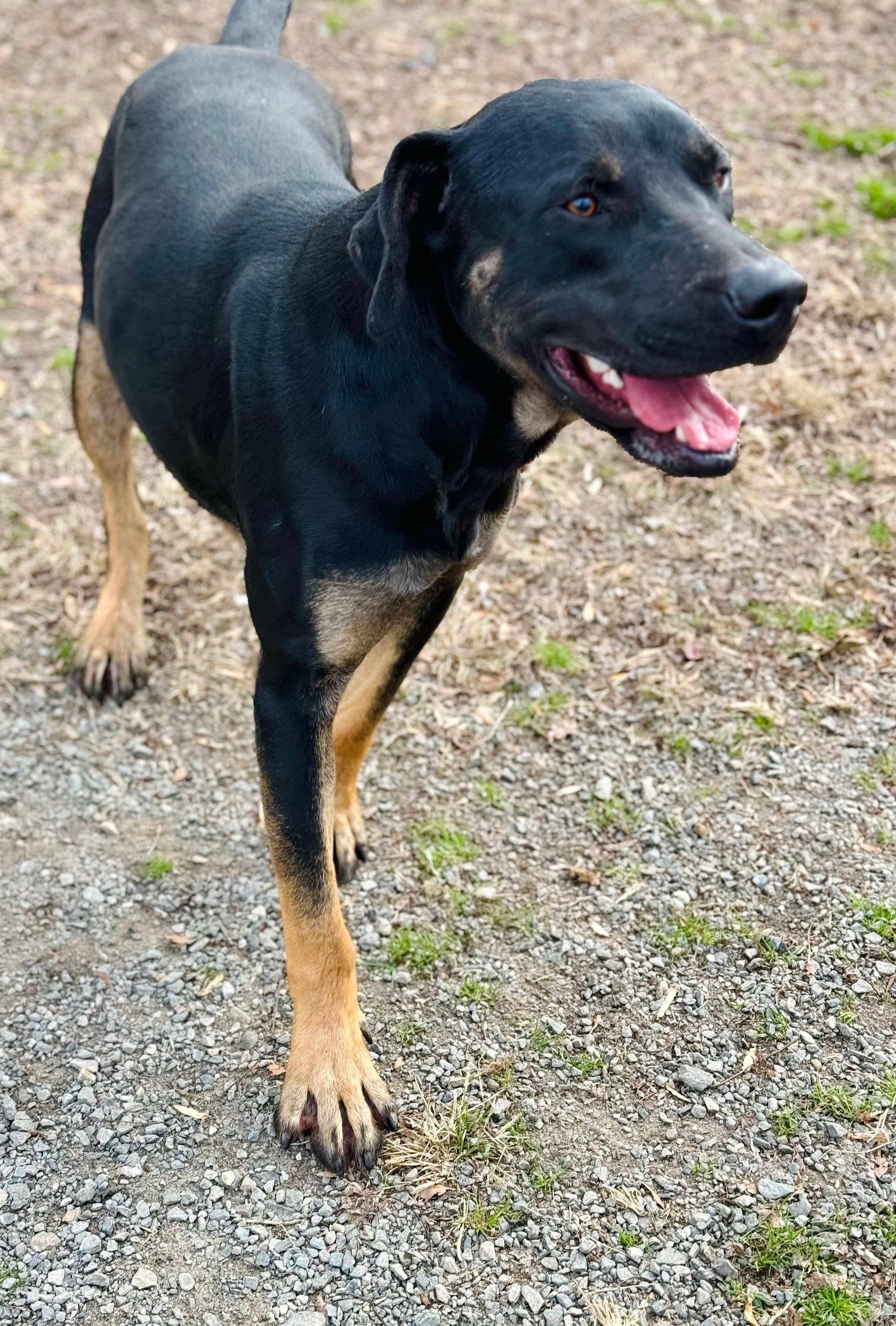 Shyboy, Adoptable, Adult Male Hound & Rottweiler.
