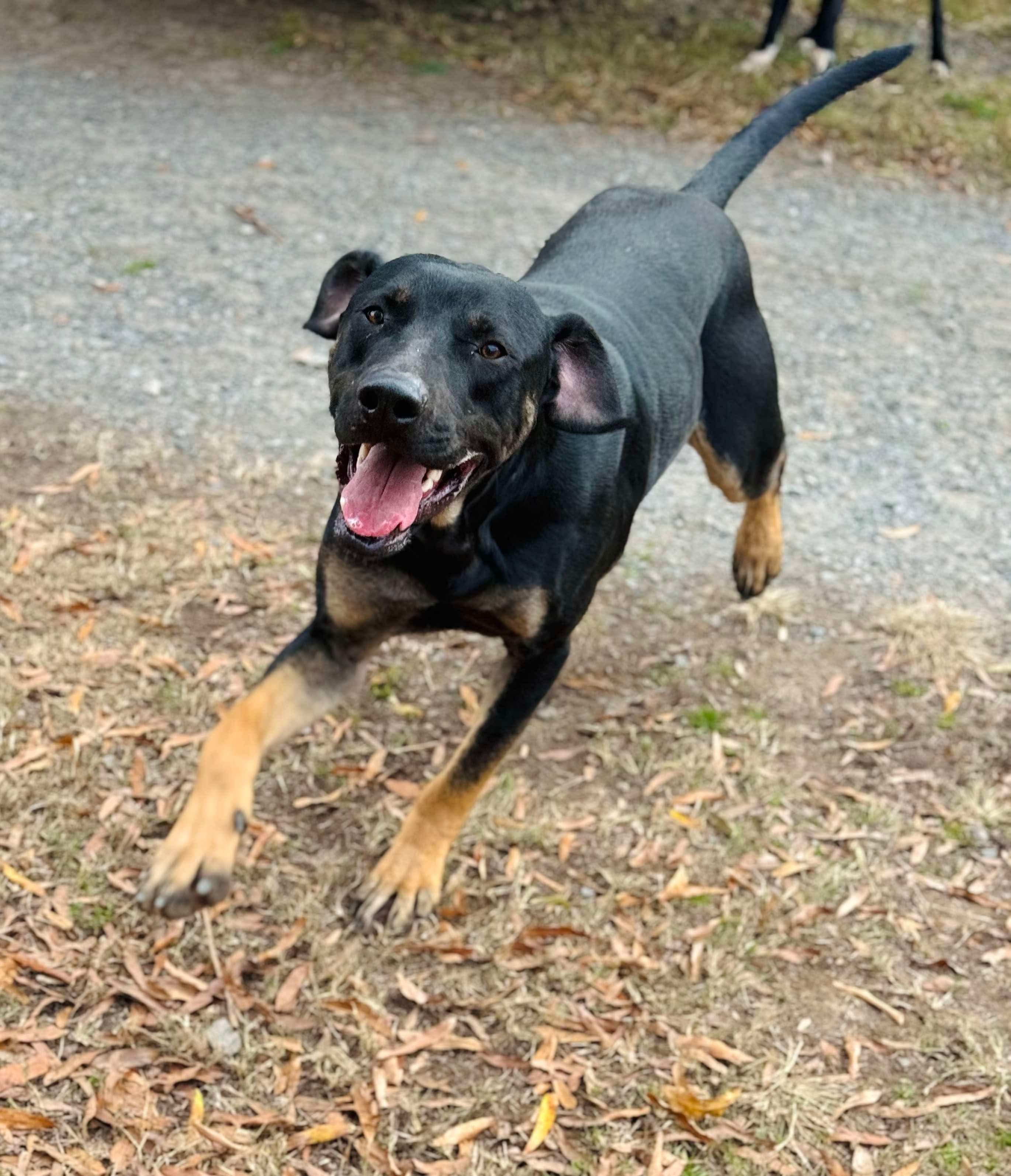 Enlarge Shyboy, a Adoptable mixed breed in Reidsville, NC image 2/2