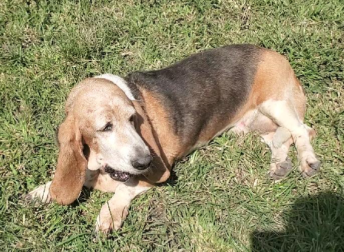 Enlarge Natasha, a Adoptable Basset Hound in Portales Sur, DIF image 1/6