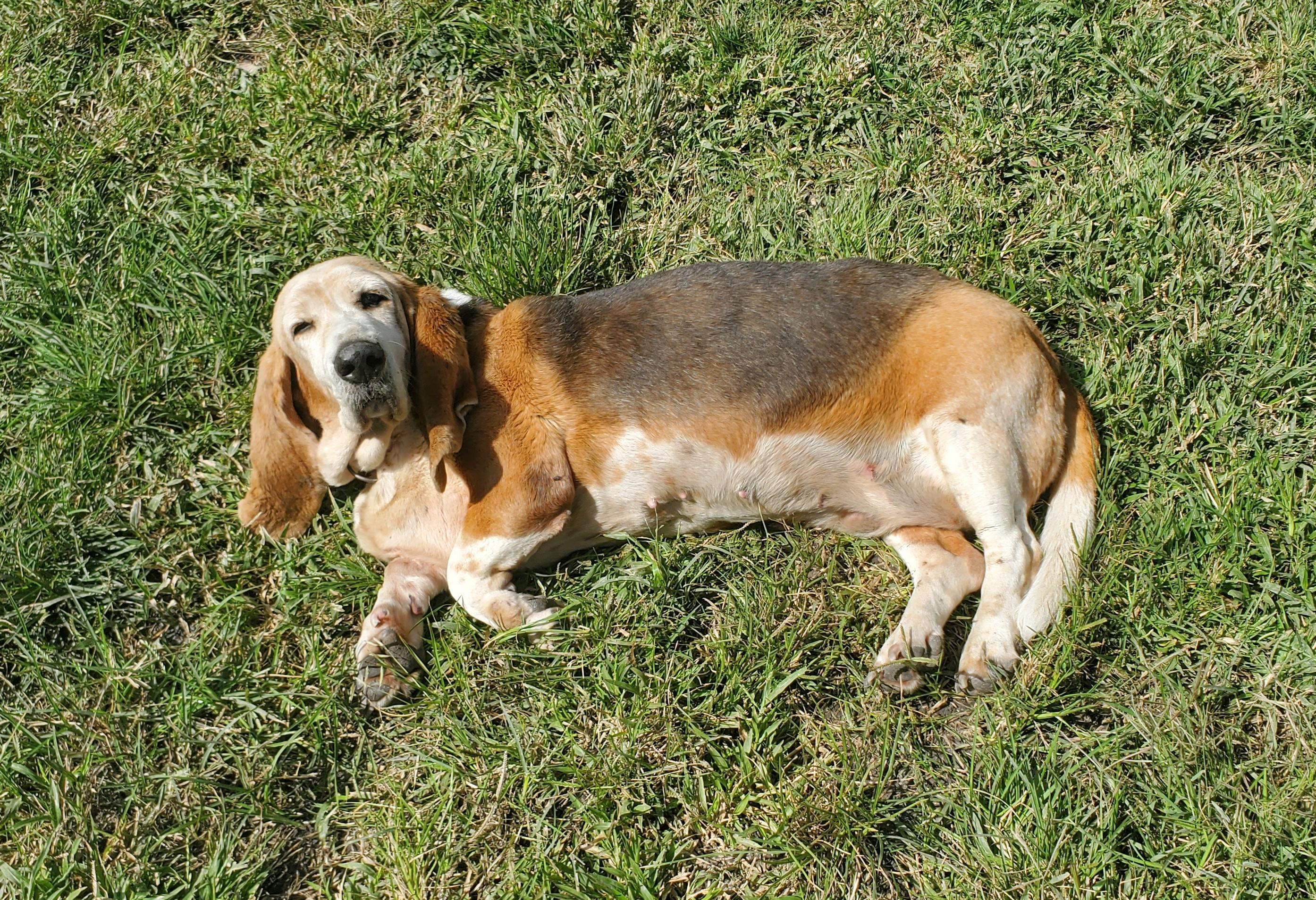 Enlarge Natasha, a Adoptable Basset Hound in Portales Sur, DIF image 2/6