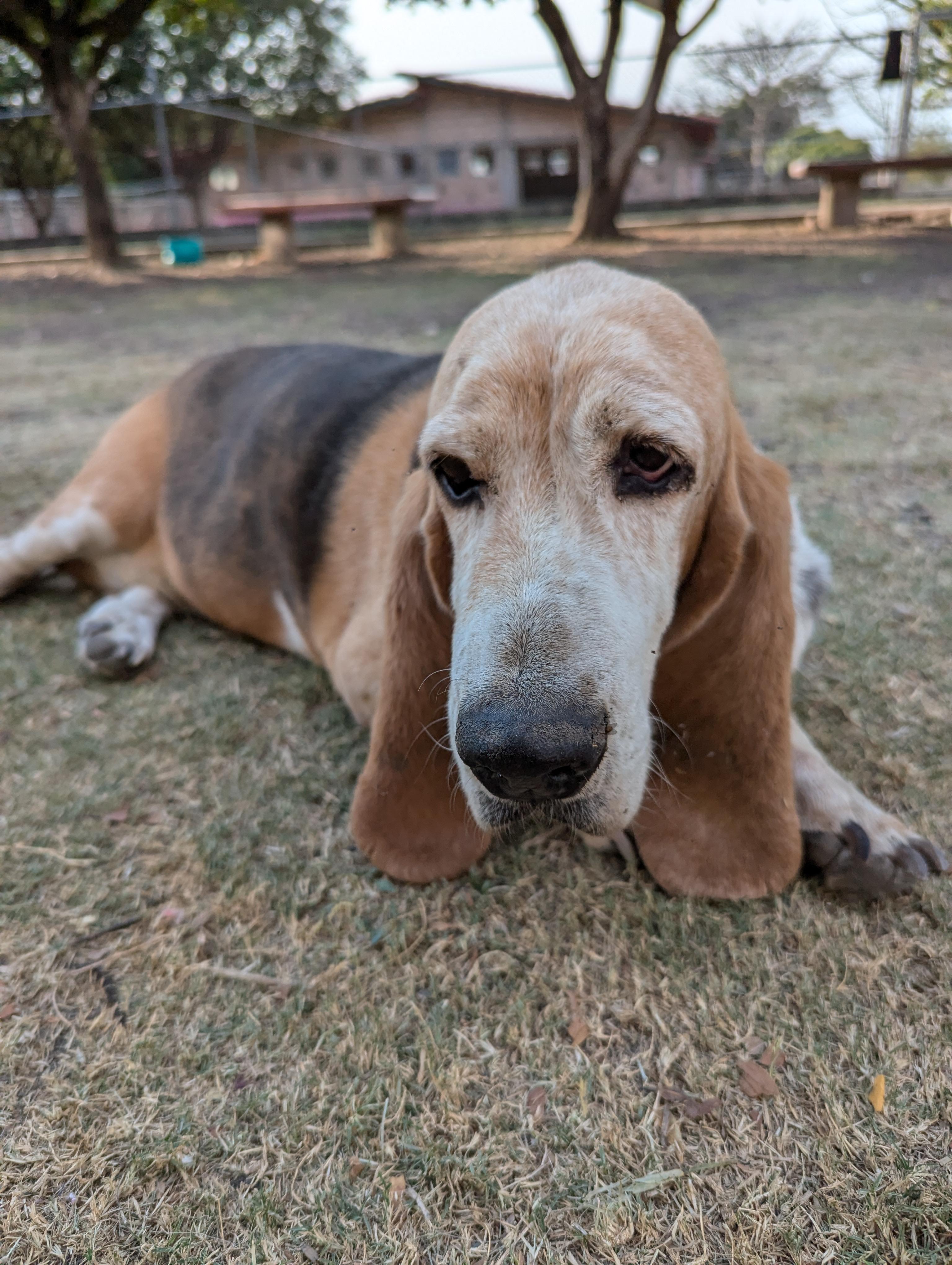 Enlarge Natasha, a Adoptable Basset Hound in Portales Sur, DIF image 5/6