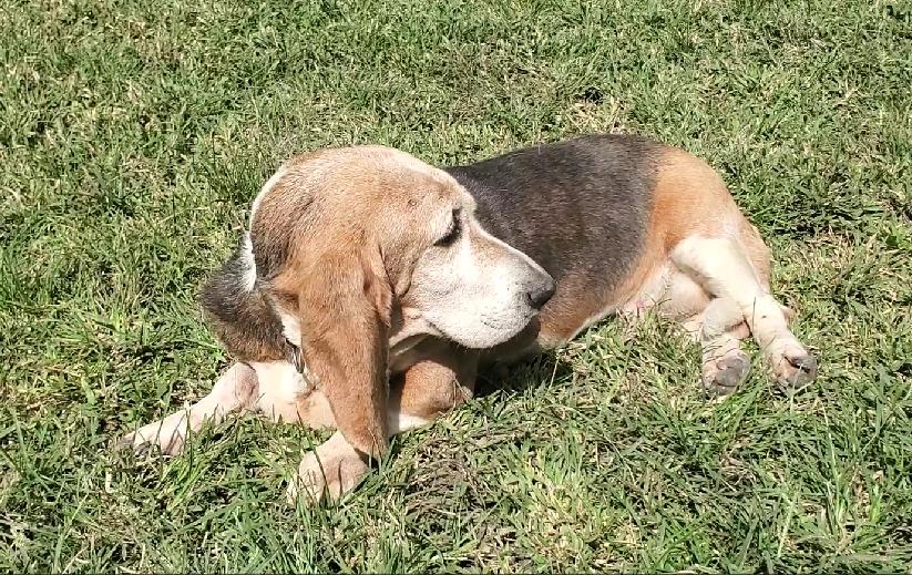 Enlarge Natasha, a Adoptable Basset Hound in Portales Sur, DIF image 6/6