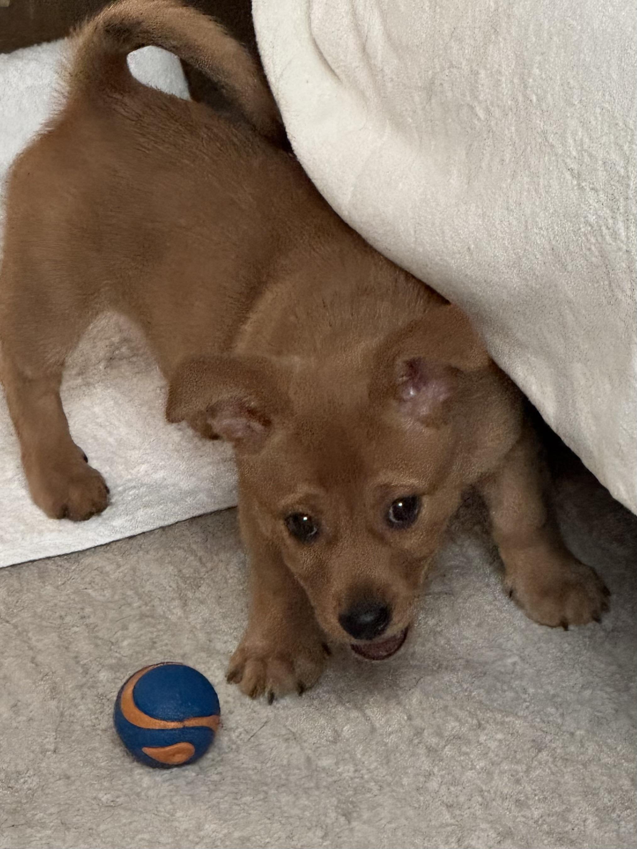Teddy, a ADOPTABLE Chiweenie in Little Elm, TX image 4/4