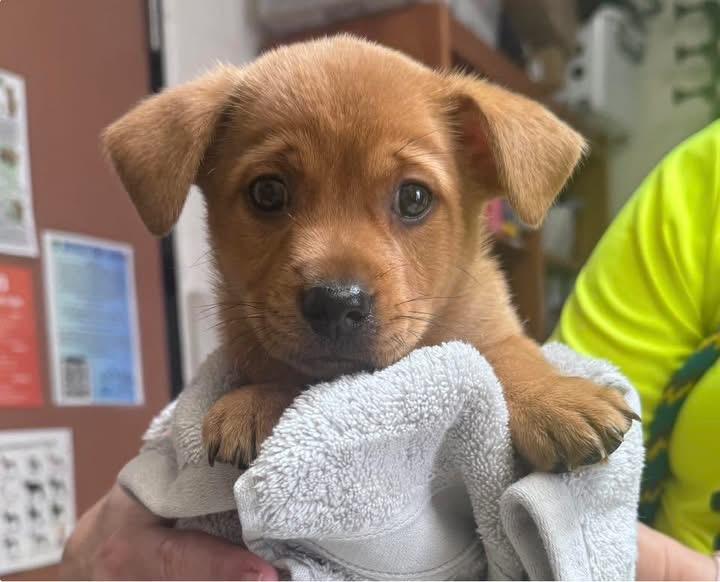 Teddy, ADOPTABLE, Puppy Male Chiweenie.