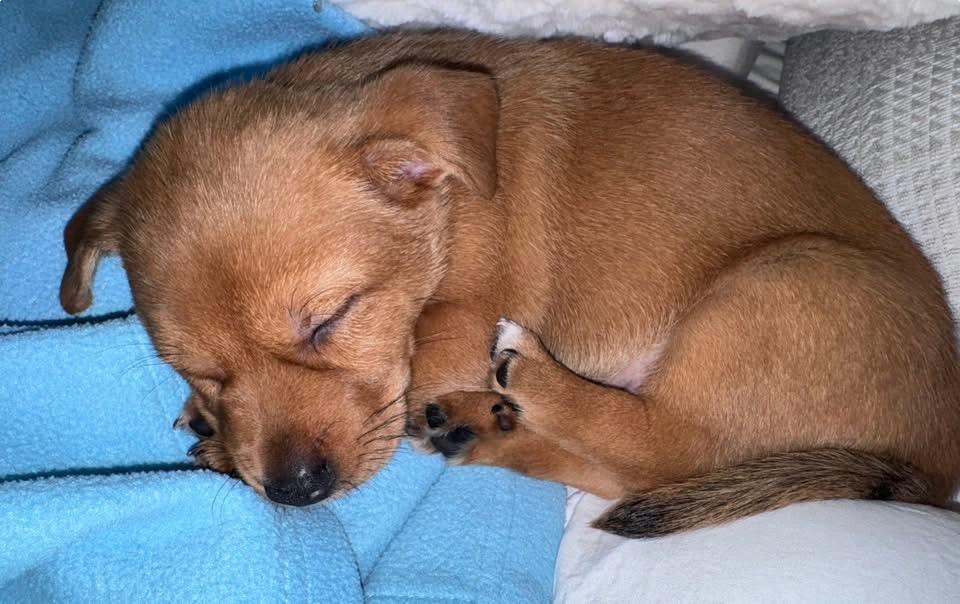 Teddy, a ADOPTABLE Chiweenie in Little Elm, TX image 3/4