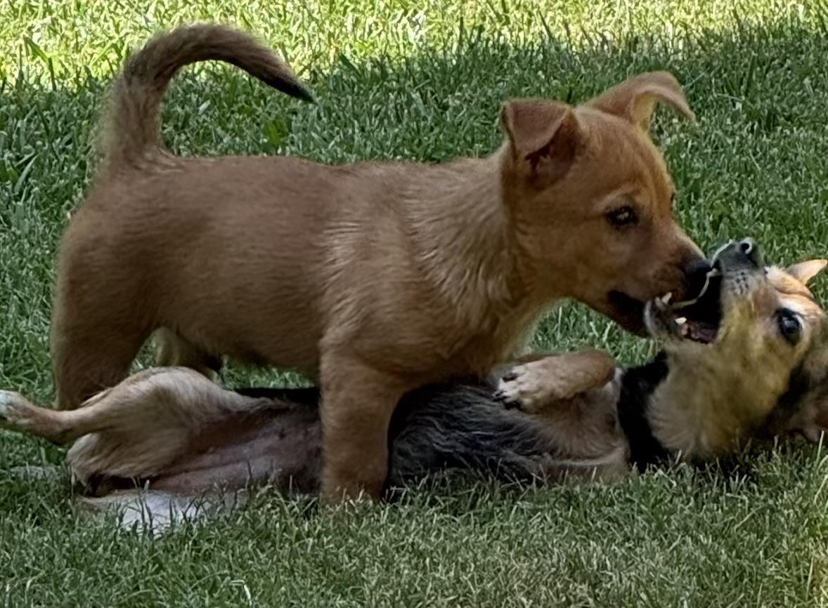 Teddy, a ADOPTABLE Chiweenie in Little Elm, TX image 2/4