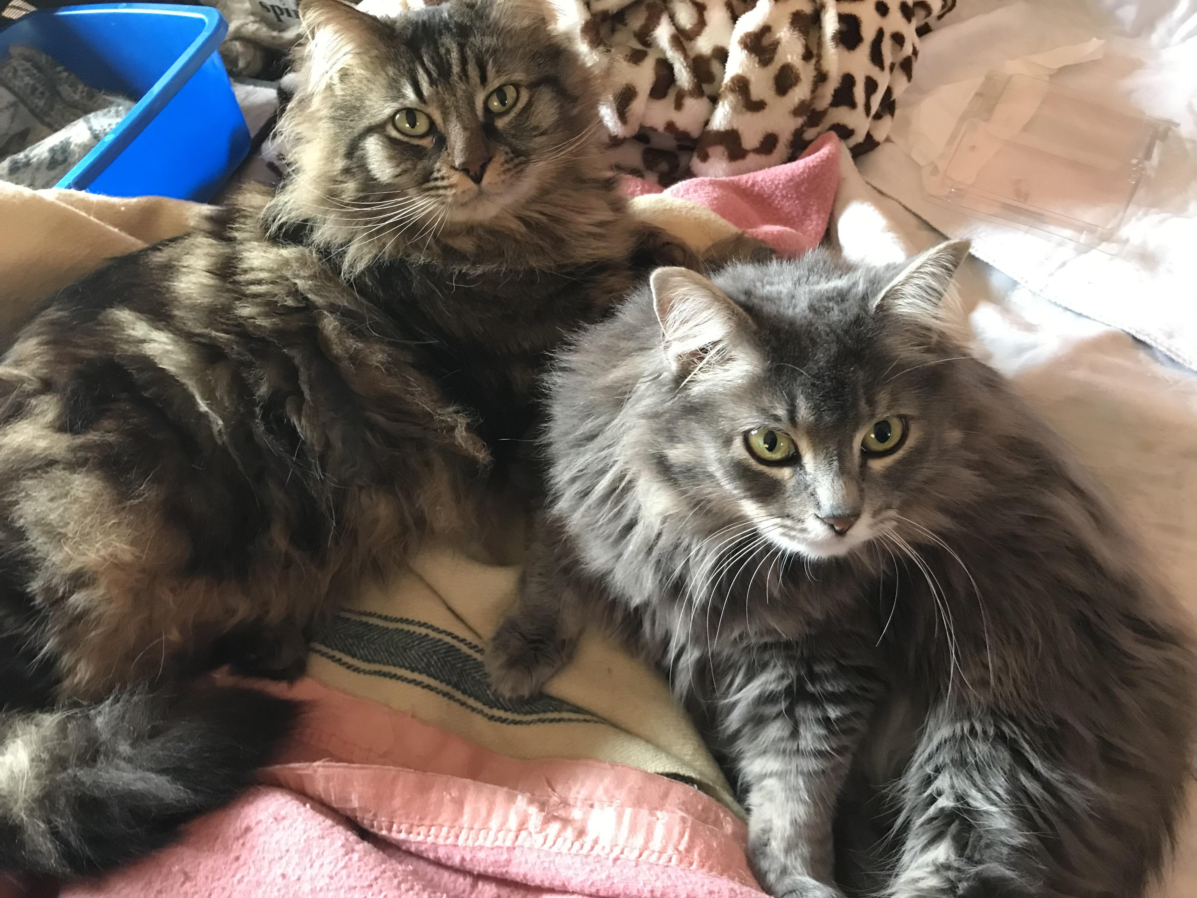 Tiger, an adopted mixed breed in East Haven, CT image 5/6