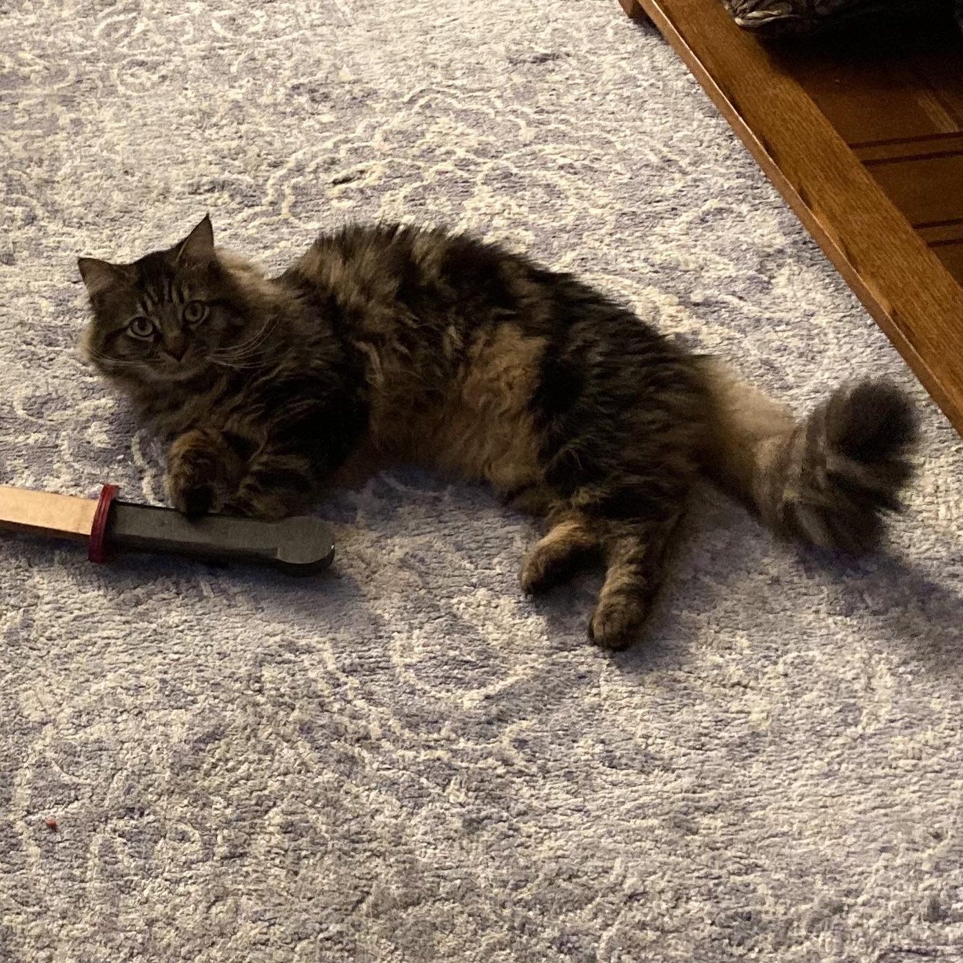 Tiger, an adopted mixed breed in East Haven, CT image 3/6