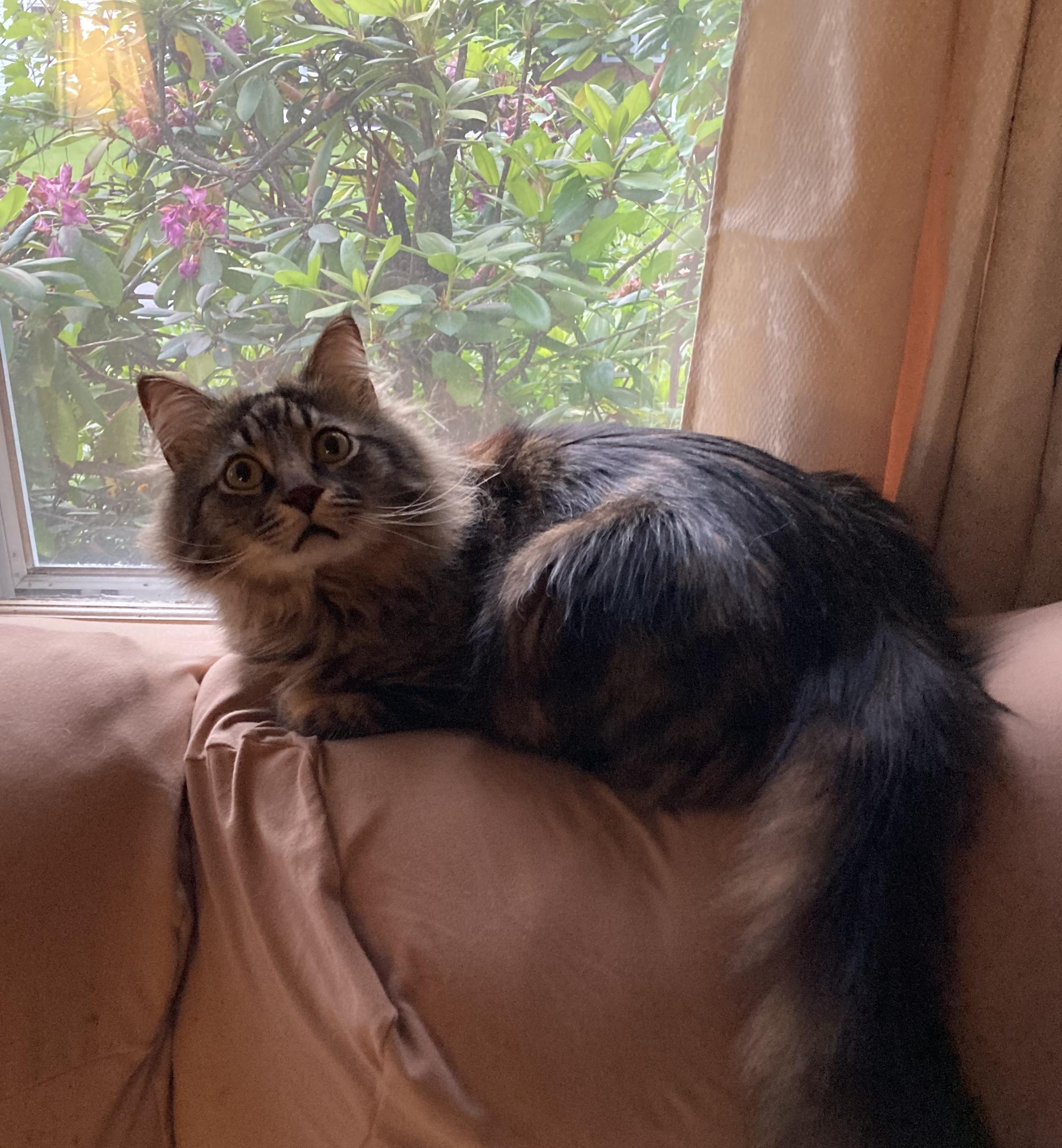 Tiger, an adopted mixed breed in East Haven, CT image 4/6